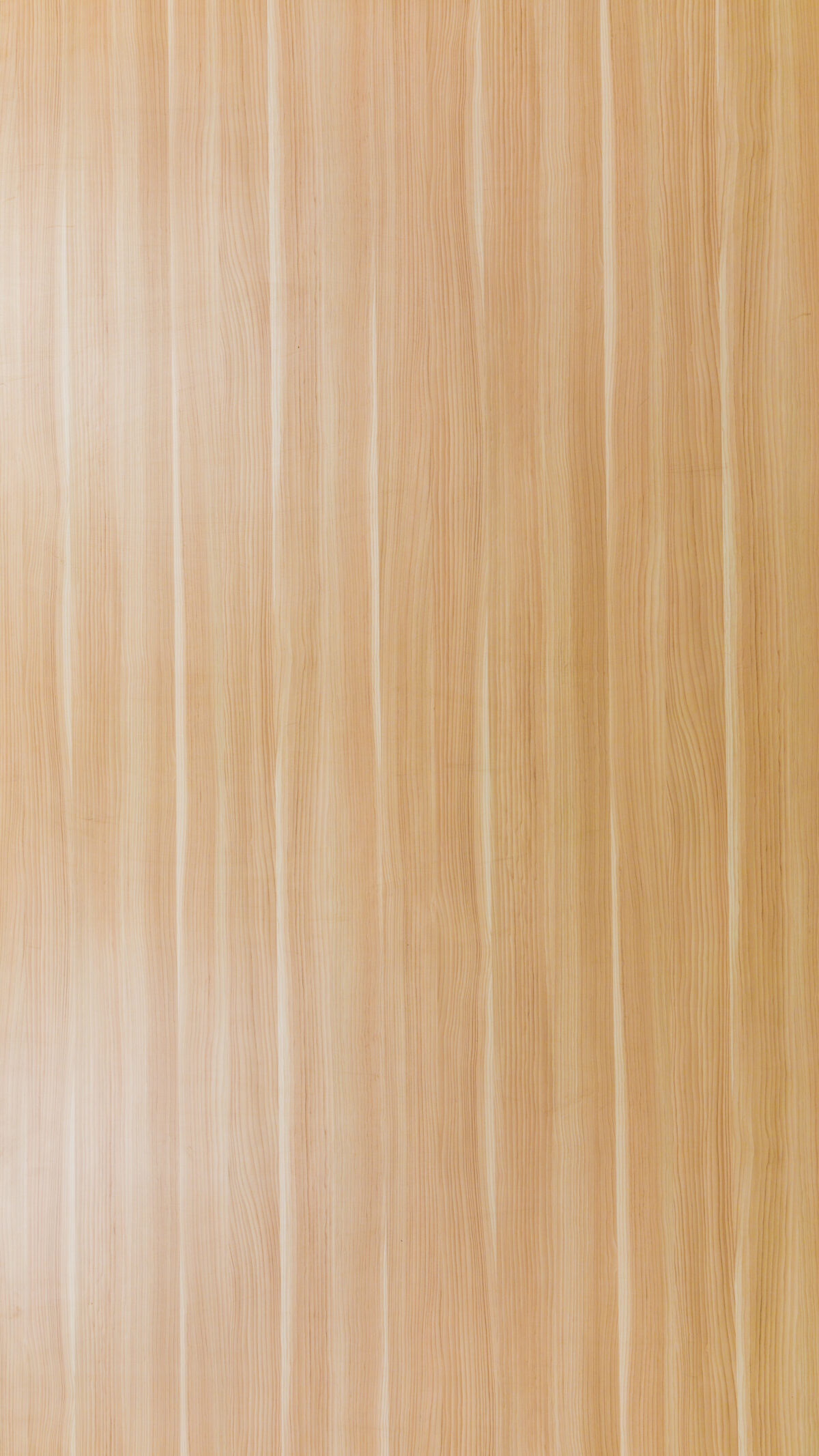 Gmm 0679 S Cornsilk Linosa