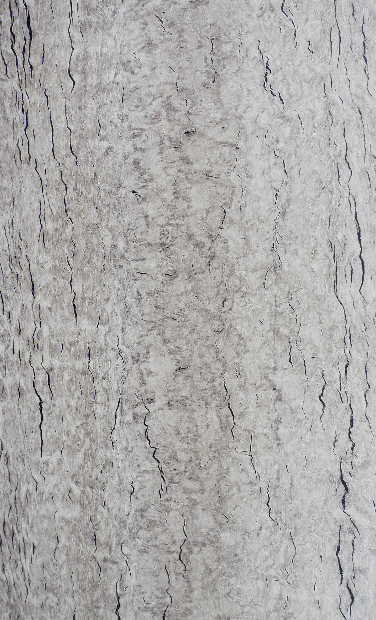 Macaroon Fossil Gmm 9952 Cm(1)