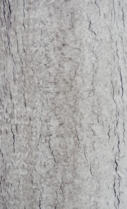 GMM 9952 CM – Macaroon Fossil
