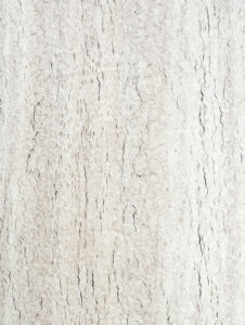 GMM 9953 CM – Rugby Fossil