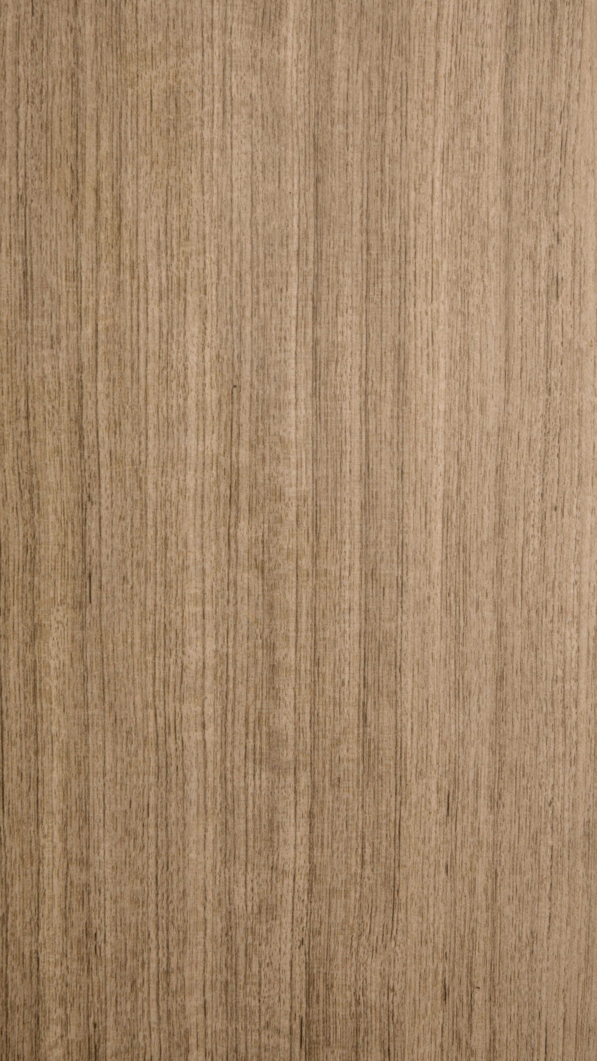 Teak Exotica Gmm 0894 V (b)