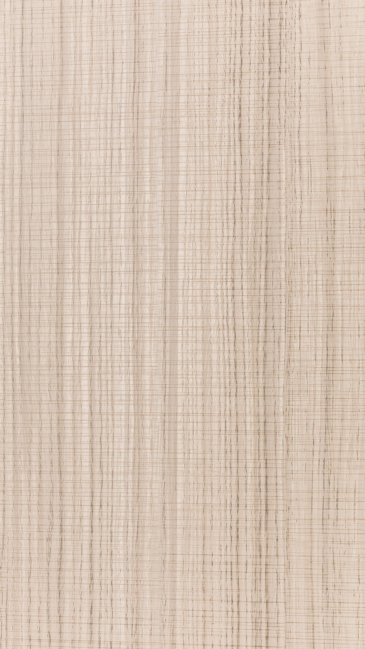 07 Balsam Fir Vd 0352 S