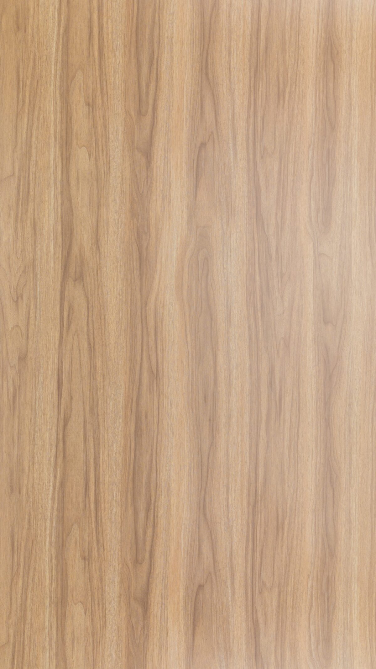 Vd 10490 S Caleste Elm 1